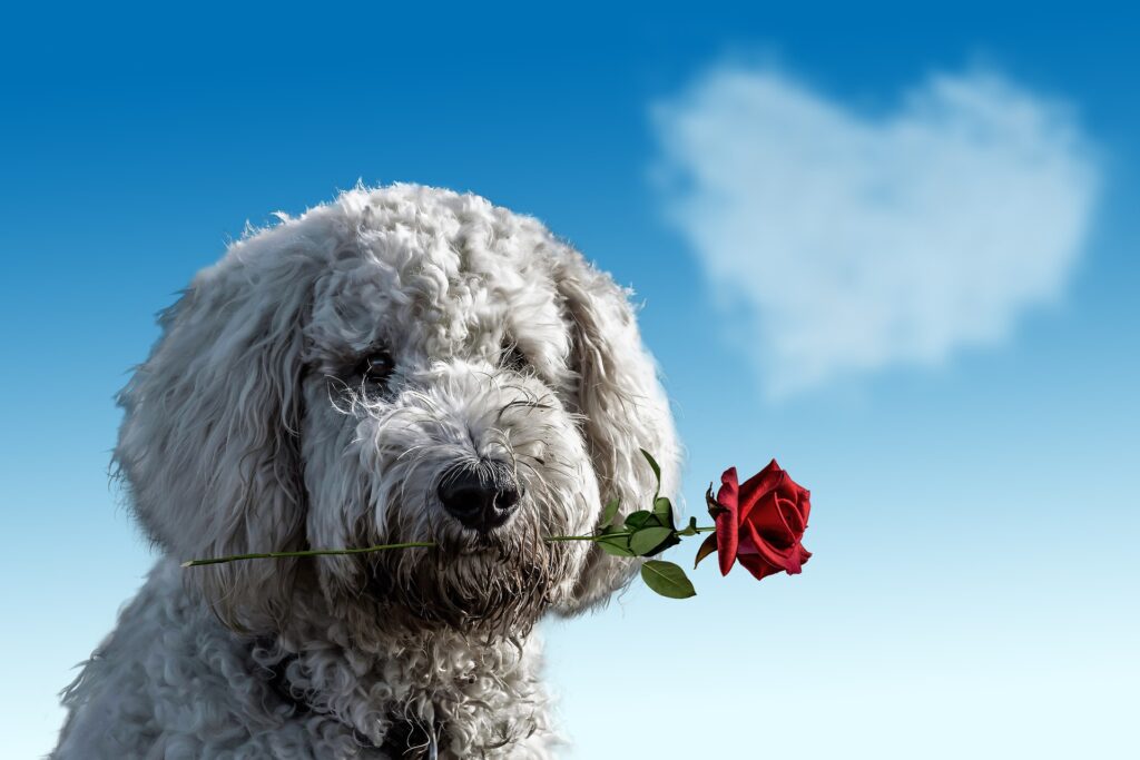 Dog with rose in mouth and heart shaped cloud