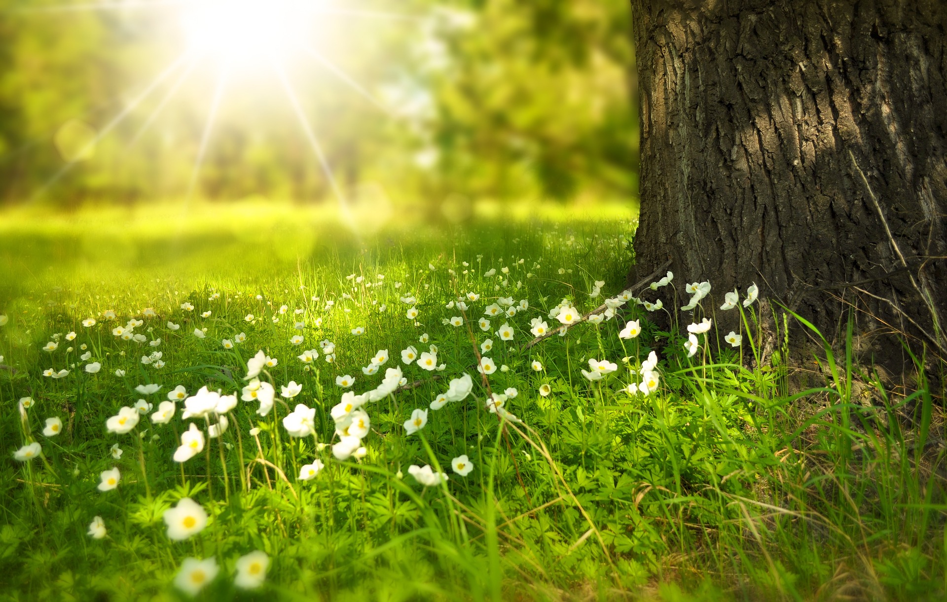 Sunshine and flowers